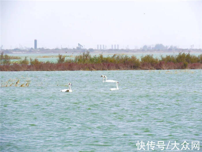 初冬|看芦花飞雪、观候鸟齐飞！赏初冬醉美黄河入海口