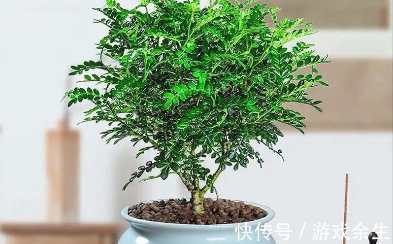 3种“小盆景”能香几十年,客厅养一盆,小巧高雅,富贵不俗