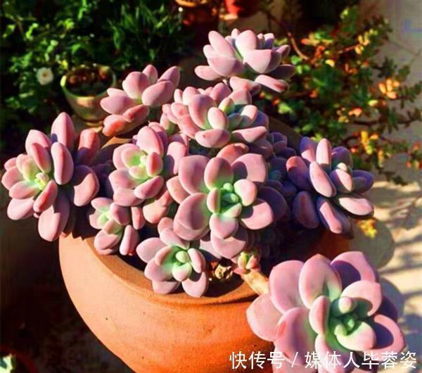 橙梦露橙梦露|9种多肉,贵且难养,怕晒怕淋爱秃长,买了多半成鸡肋