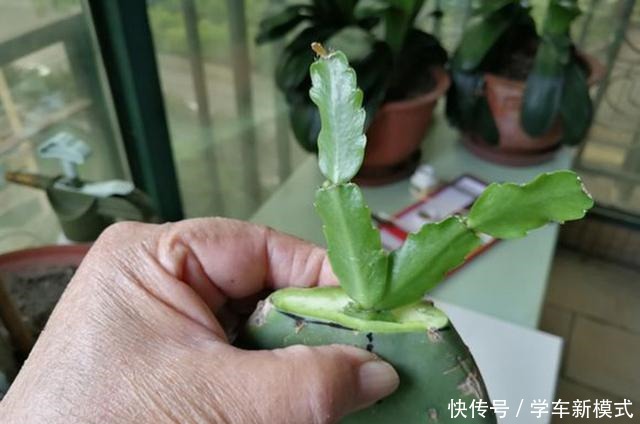 仙人掌嫁接蟹爪兰，先长“壮汉身”，再长蟹爪兰，避免被“吸干”！