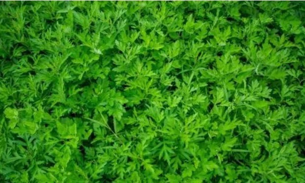 艾草|一把艾叶二两酒,腰腿疼痛绕道走,颈椎病、关节炎、腰腿疼也管用