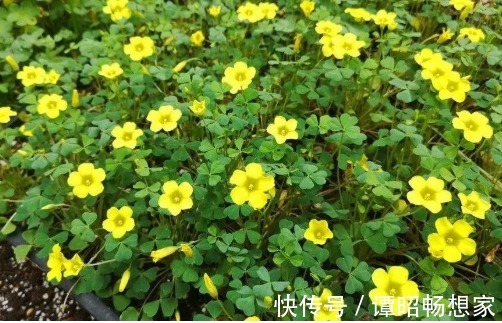 院子里长出5种草，尽量别破坏了，能赏又能当菜，有人花钱买来种