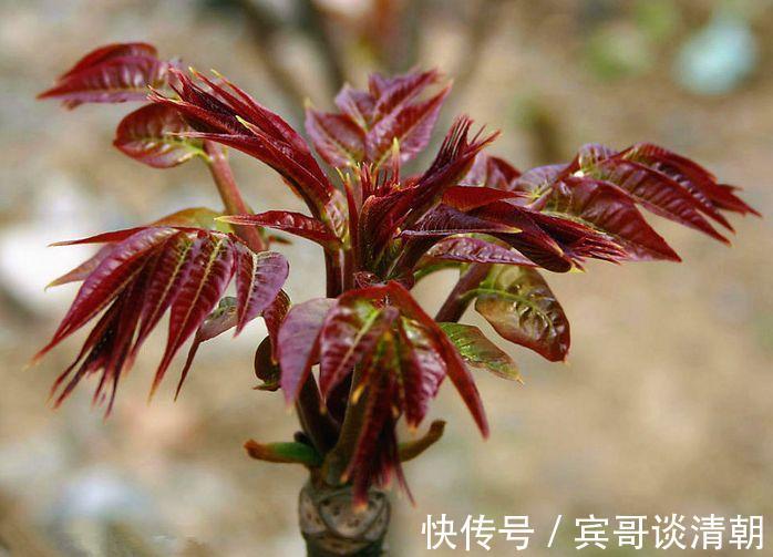 润肺止咳|农村5种常见的野菜,益精补肾,润肺止咳,抗衰老,看到要采回家