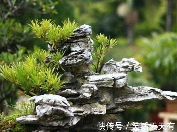 石头养花学2个小方法处理,千金难求!花友谁也舍不得卖