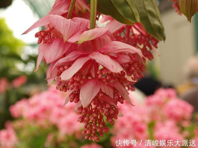 等我有钱了，就养这些花，高端大气，花期长