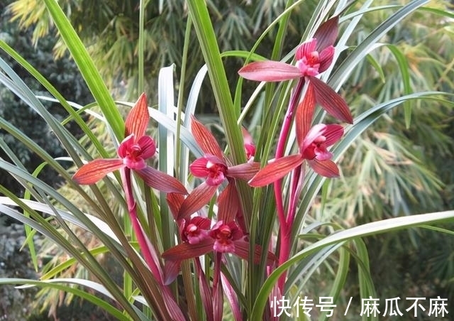 这款兰花“妙不可言”,花色跟香味堪称顶级,美得让人移不开眼!