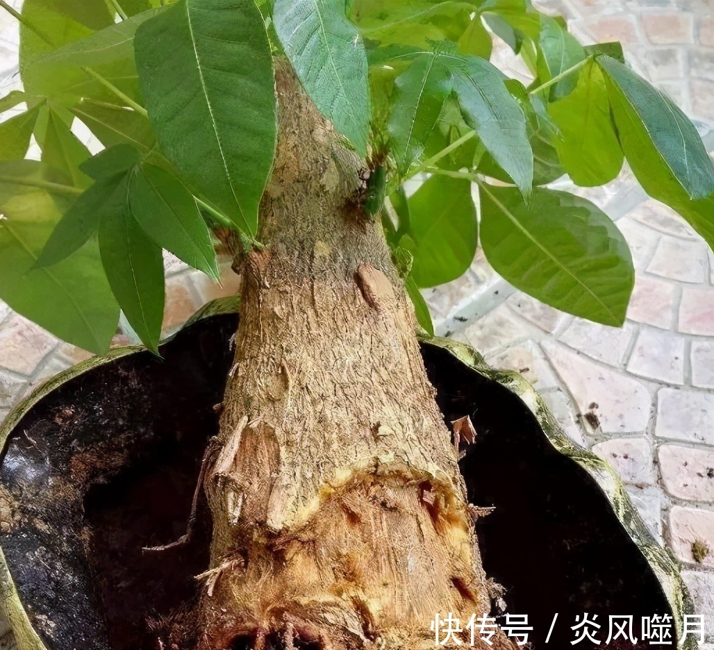 发财树黄叶,掉叶子?都是2个“小疏忽”,看看你犯了没有