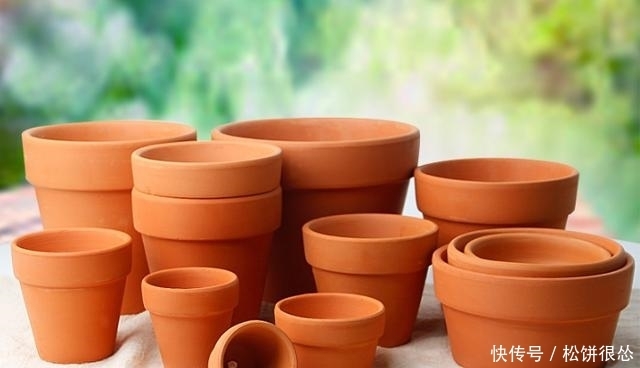 盆栽、园艺用品从网上买,还是店里买?听我来说说,保证您有收获