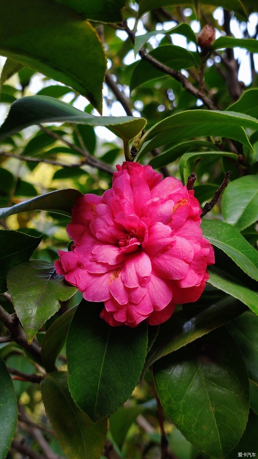 【爱卡踏青季】花枝俏