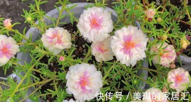 肥料|秋天，家里这4种花要施肥了，盆土更肥沃，枝叶多花更多