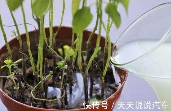 用此种水浇花，绿萝吊兰君子兰，20年都不黄叶烂根，比花肥还管用