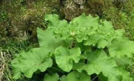 牛蒡叶|长白头发了别慌,农村一种野菜效果极好,能促进头发再生