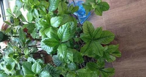 “这几味”厨房调料养花，管叫植物不黄叶、不烂根！