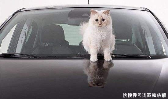 时尚界|世界上生活最奢侈的猫，当属老佛爷的最爱，富裕镇压“王可可”