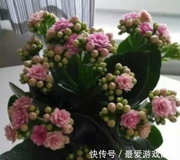 买了一盆正在开花的长寿花,可以给它换盆土吗,怎么养护呢