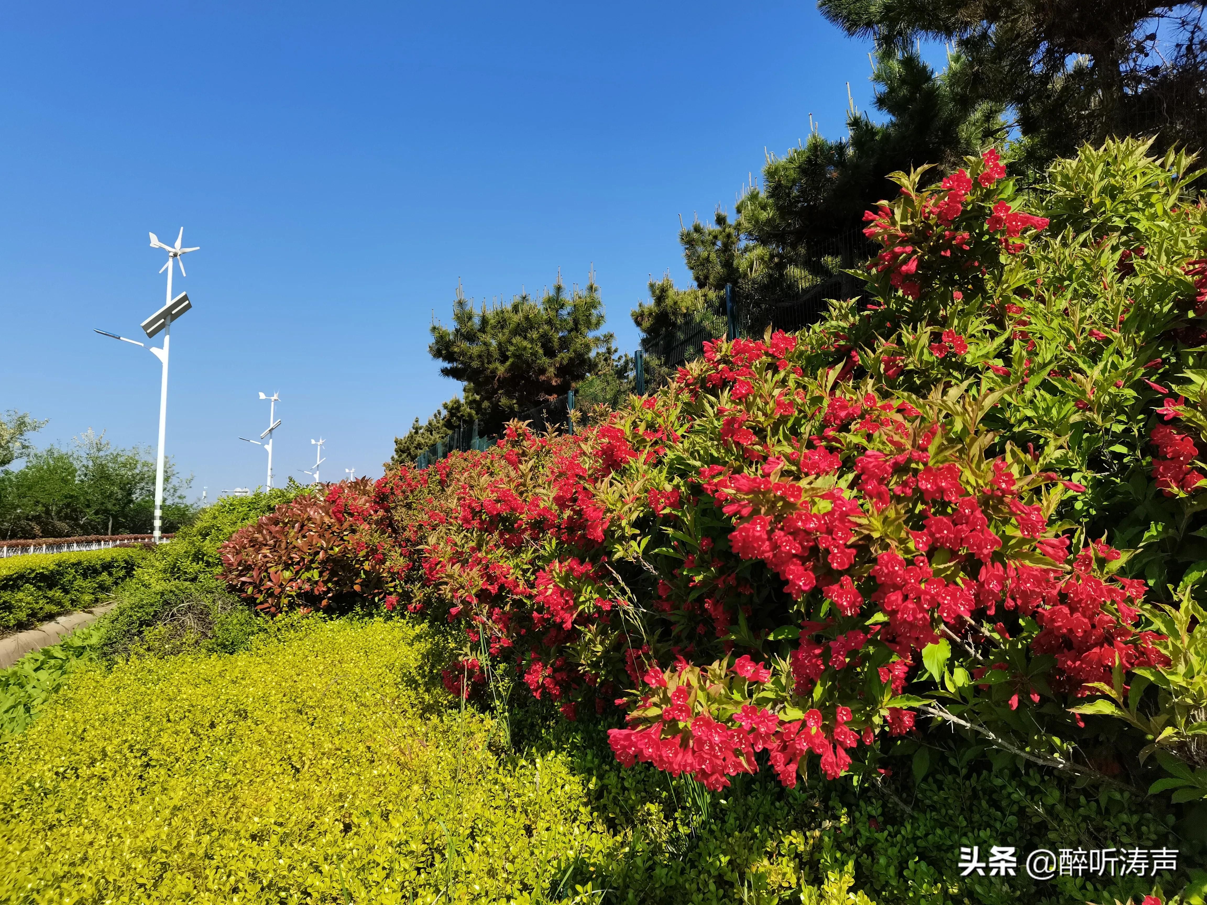 难以形容|天蓝海蓝花海一片片，难以形容的东环岛路之美