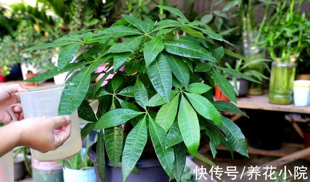 发财树|6种花怕水涝,勤快人养不好,浇水多了就烂根