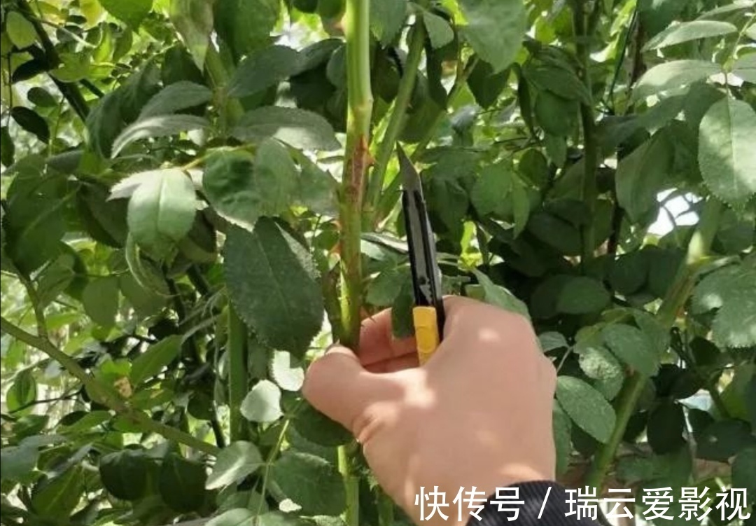 月季别再扦插了，用另1种方法繁殖，更容易成活