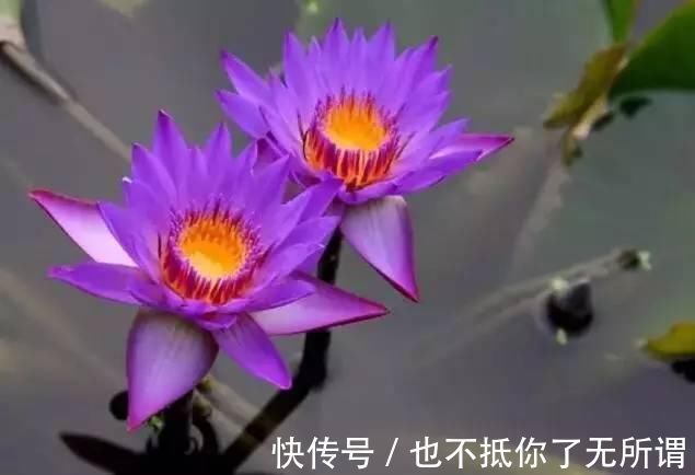 龟甲牡丹|世界上最名贵的花，一盆就是一座房子！