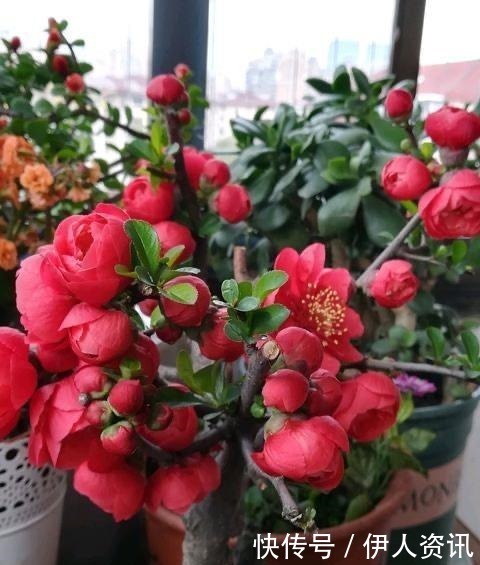 肥沃|一种花叫“木瓜”，耐寒好养，开花漂亮，春季开满枝，比玫瑰美