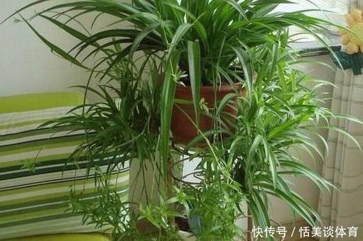这三种“甲醛净化器” ,客厅养几盆,家里越来越干净