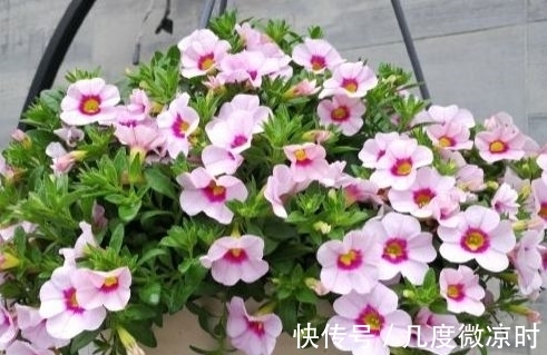 新手|几款花好养又漂亮,一养就上瘾,对待新手很友好