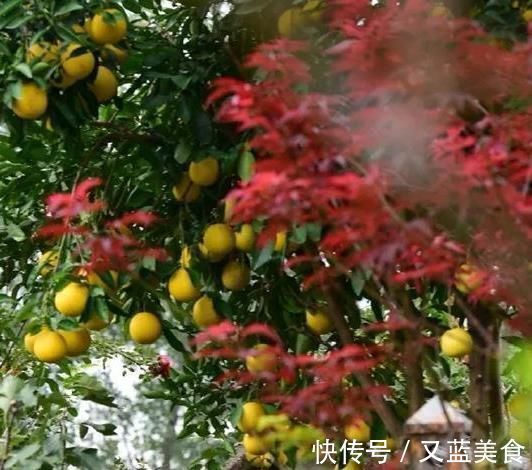 老房|退休夫妻花4年改造自家老房,建3000㎡大花园,住在人间仙境里