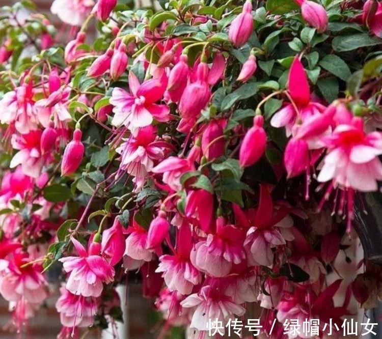 4种福运花，自带福气好养活，养在哪里都爆盆，好运到来