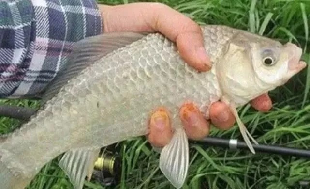 不是跟你吹,打窝只需谨记三个绝招,不管在哪钓,你就偷着乐吧!