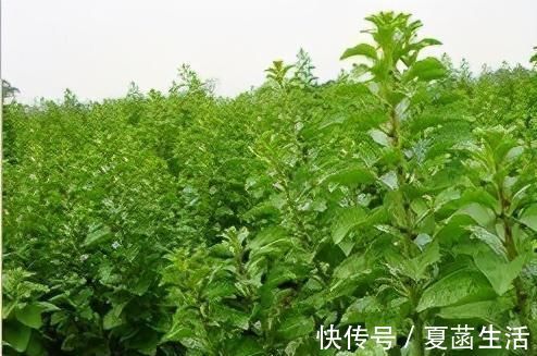 一口气|十个人九个腰疼,用此叶煮水喝,腰不疼,腿不酸,一口气上五楼