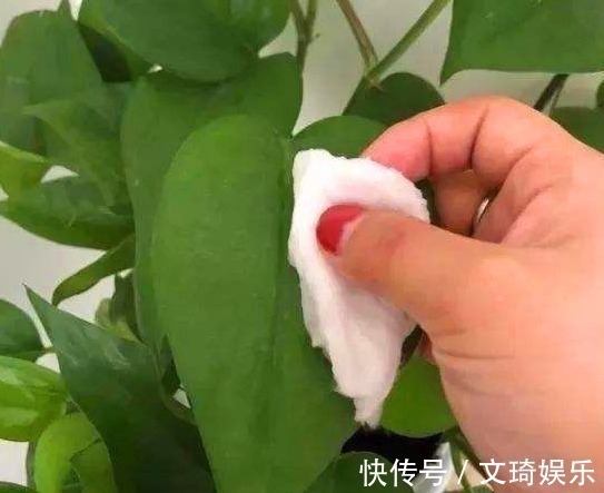 植物叶片不油绿,很多人会用淘米水、黄豆水,其实都不如这种水