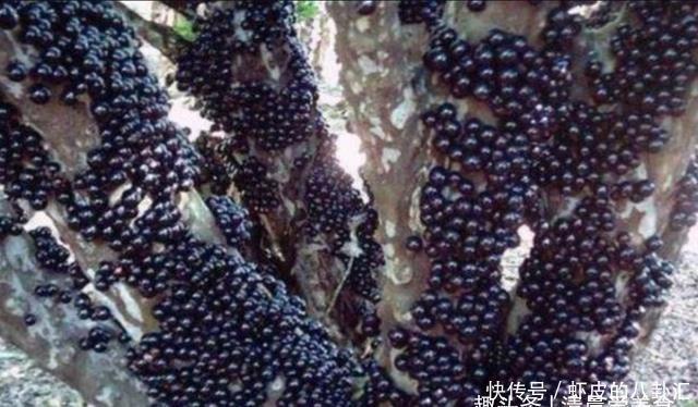 瓜子|建议大家:若不差钱,少吃花生瓜子,多吃这6样,男女老少都能吃