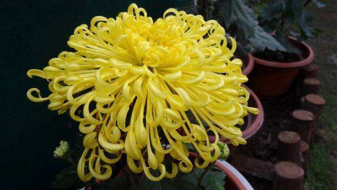 喜欢菊花,不如养盆金丝垂珠,似垂珠耳环,长命富贵,太美艳了!