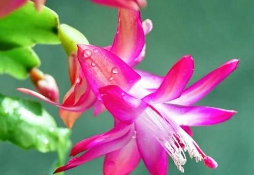 蟹爪兰叶片发红,怎么办?