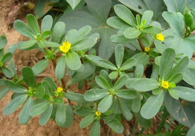 谷谷丁|7种农村常见的野菜,个个都是治病的“良药”,你吃过几个