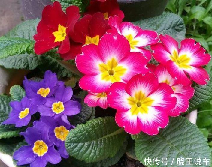 4种花，是花卉中的“劳模”，花姿妖娆，四季繁花似锦，美