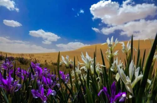 “马兰花马兰花，风吹雨打都不怕”，童谣马兰花究竟是什么花？