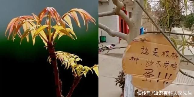 核桃树刚发芽,就被路人摘光,树主人无奈挂牌子警示