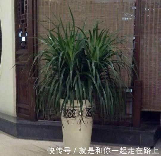 养花|客厅养花不如“种树”,种上这2种“树”,镇宅招财,越养越值钱