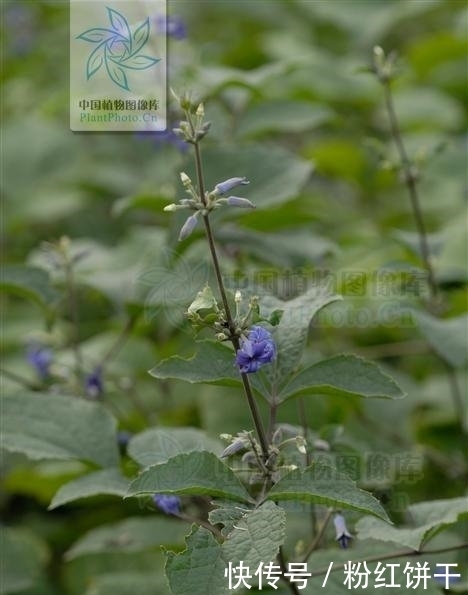 草牡丹，见过吗？祛风除湿，止泻痢。治风湿性关节痛、腹泻、痢疾