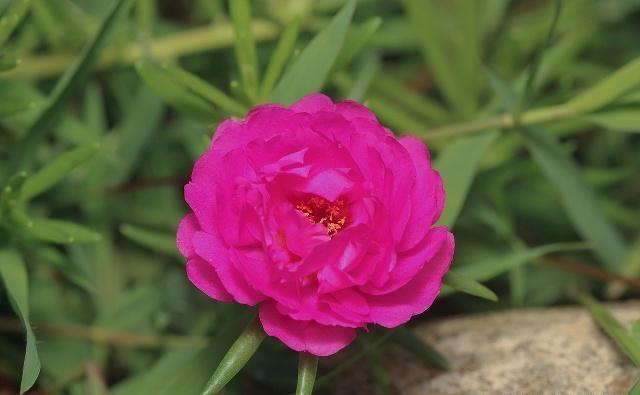 月季和玫瑰傻傻分不清掌握这“6点”后，绝对能分清