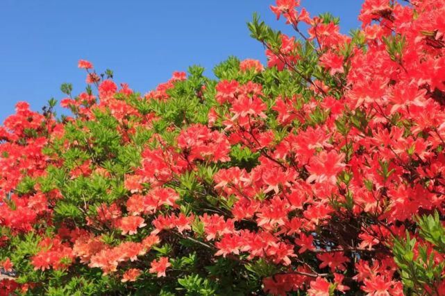 白居易：芙蓉芍药都是丑花！