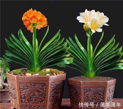 这几种花,再美也不要放屋内,来看看原因吧!