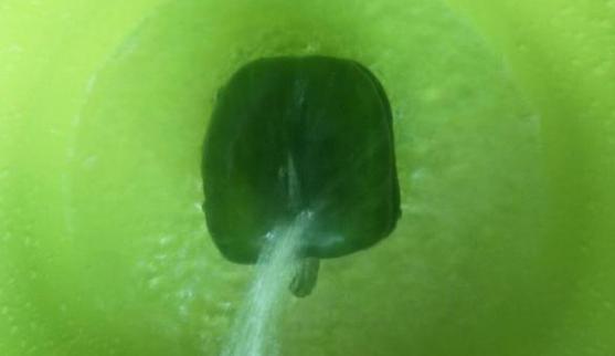 清炒鱿鱼圆椒,炒前泡一泡,味道更加好哟