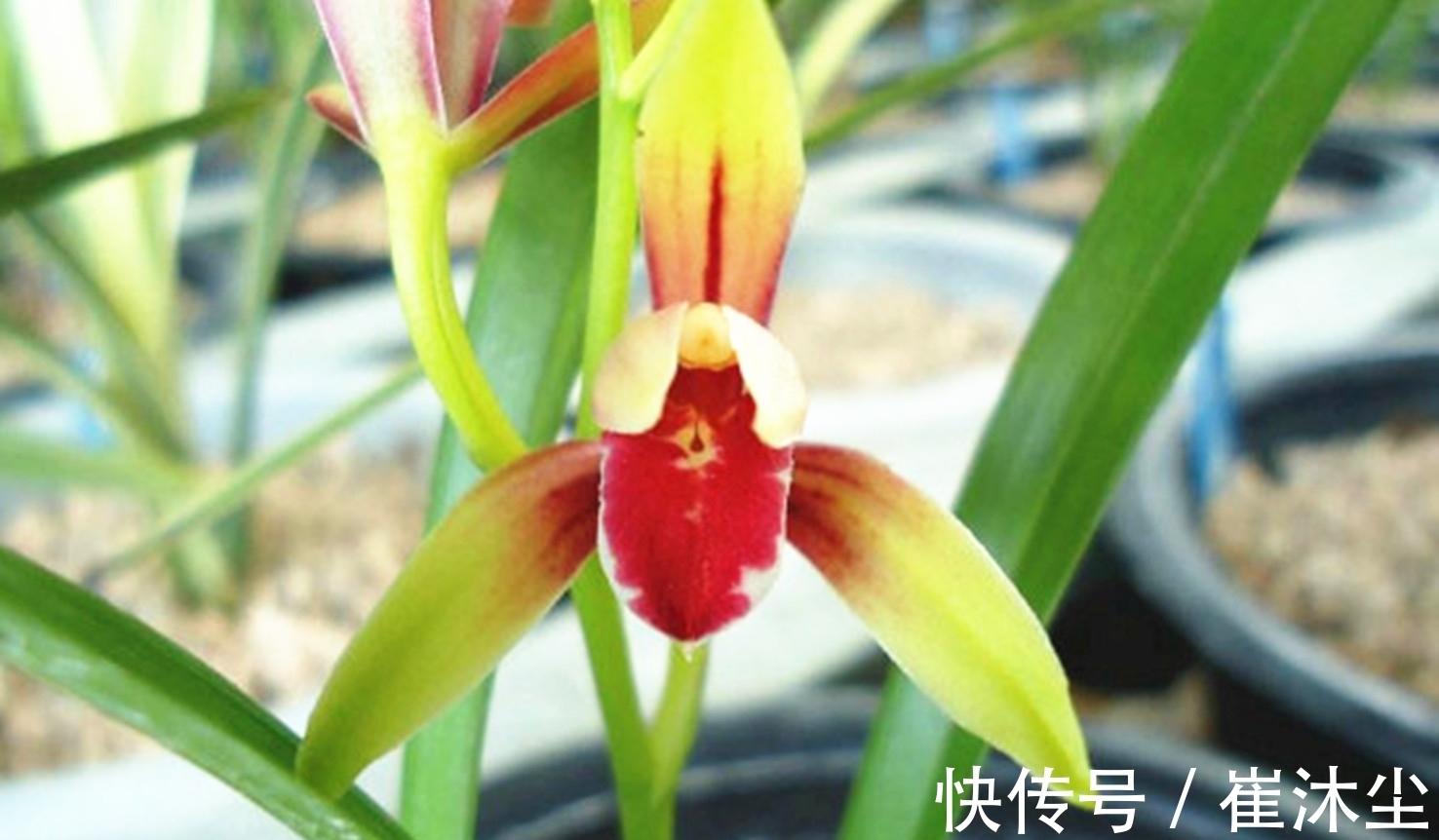 它是兰花界的“龙头”,存世量少,辨识度高,见到别错过