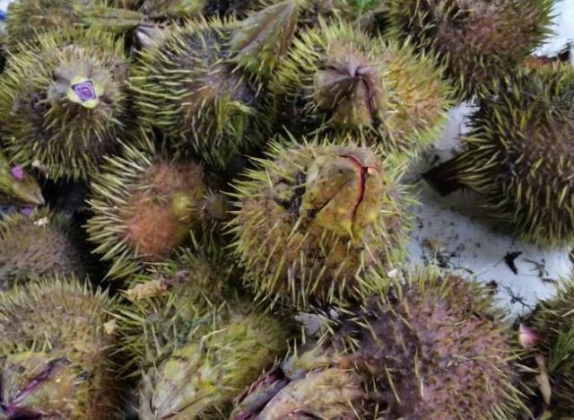 鸡头|大爷街头卖奇怪野果,长相似鸡头全是刺,识货人一斤40元全买走