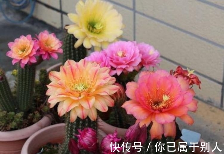 4种便宜又好养的花,名字好听,开更美,开花漂亮上档次!
