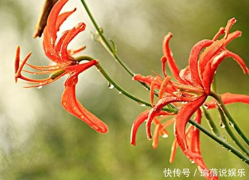 跌打损伤|农村的这种花,长得十分漂亮迷人,竟是治疗跌打损伤的良药!