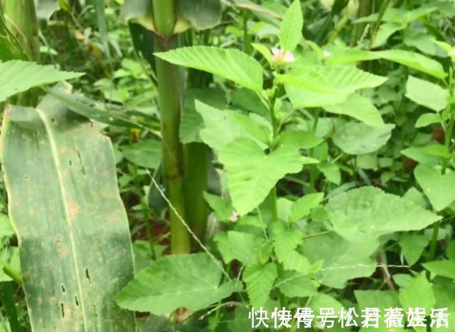 根叶|玉米地里长了一种天然“皮炎平”,专治各种皮肤病,遇到请珍惜!