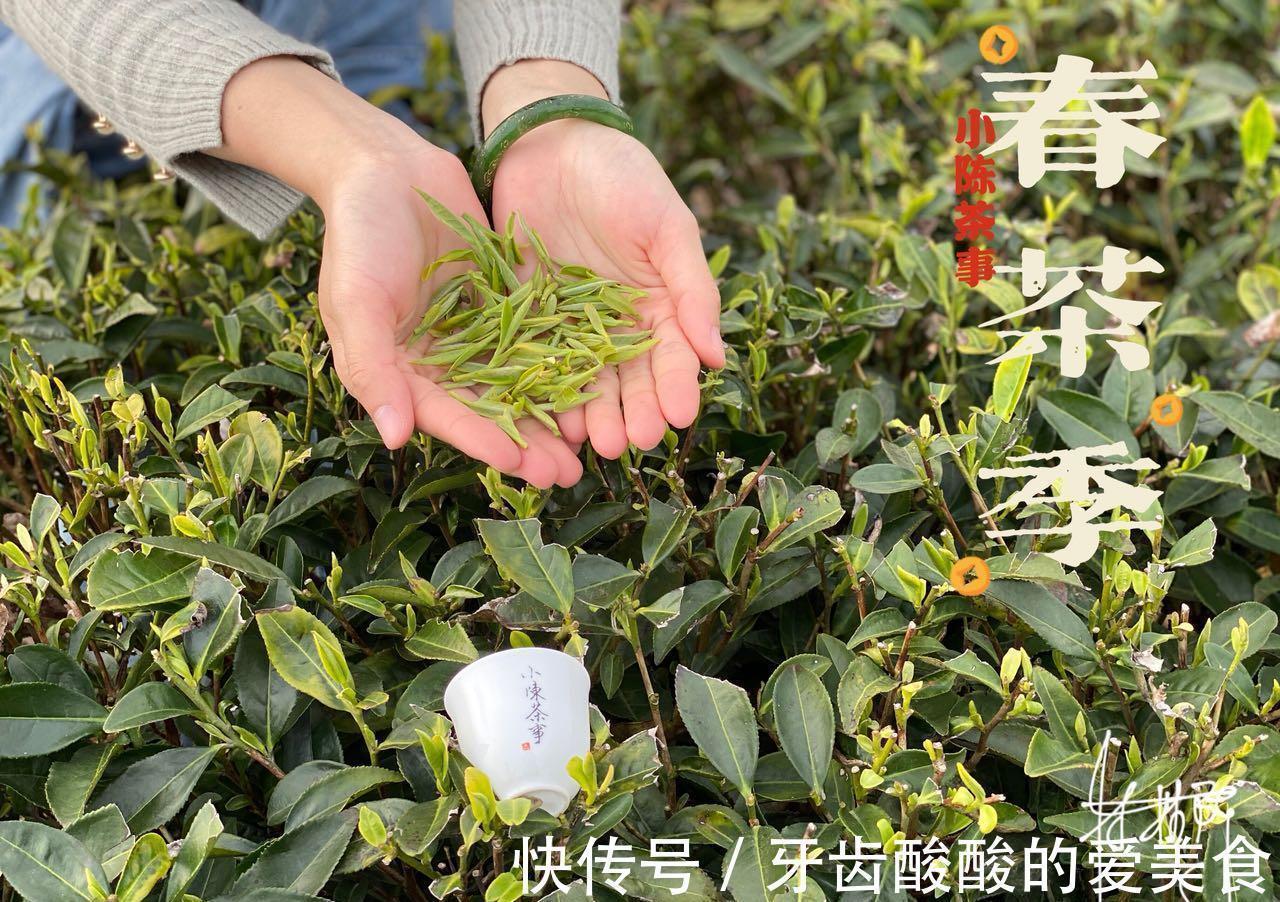 秋茶&春茶、夏茶、秋茶、冬茶、一年中哪个季节的茶好?一次性说清楚